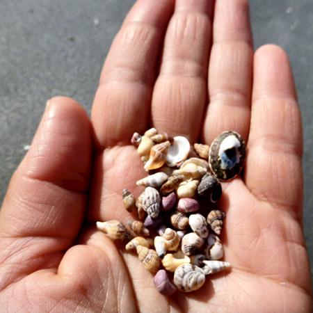 Handful of Seashells